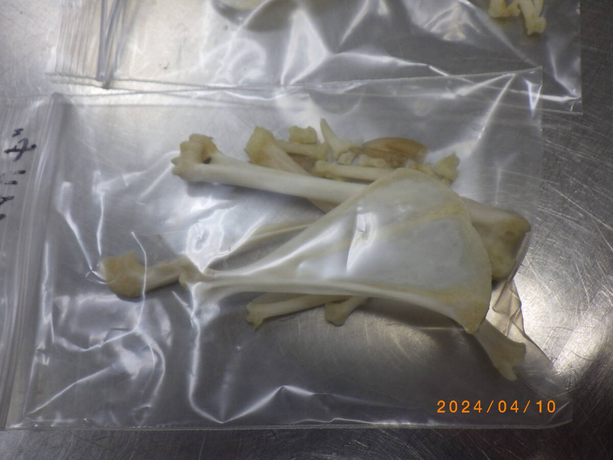 ノウサギ 骨格標本の画像5