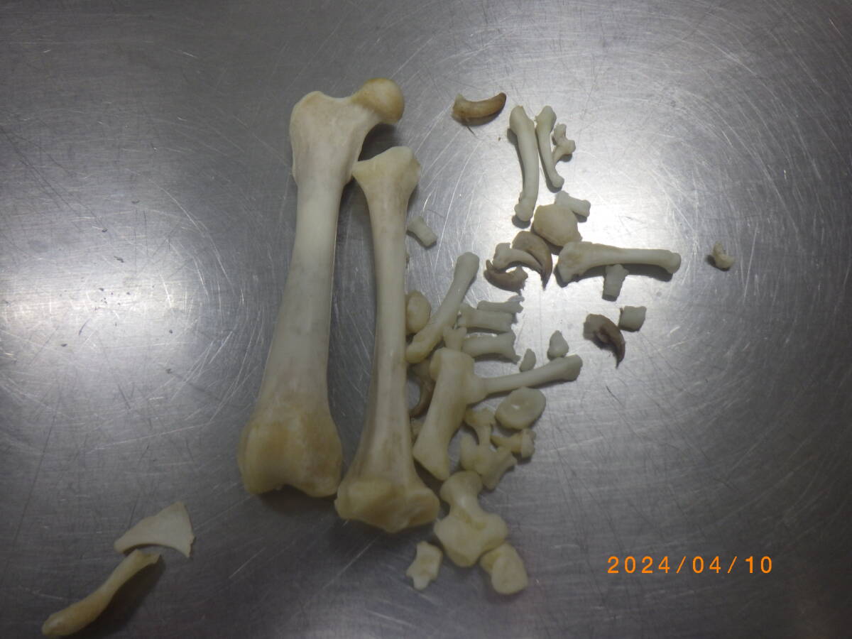 アナグマ 骨格標本の画像7