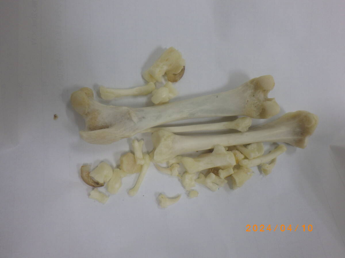 アナグマ 骨格標本の画像5