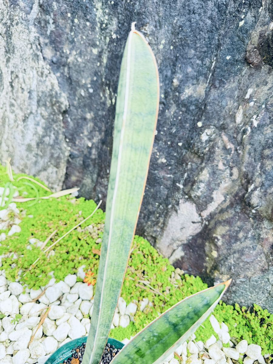 【COOL-PLANTs】 Sansevieria Hallii Silver BAT『サンスベリア ハリィ　シルバーバット』　稀少 34cm_画像2