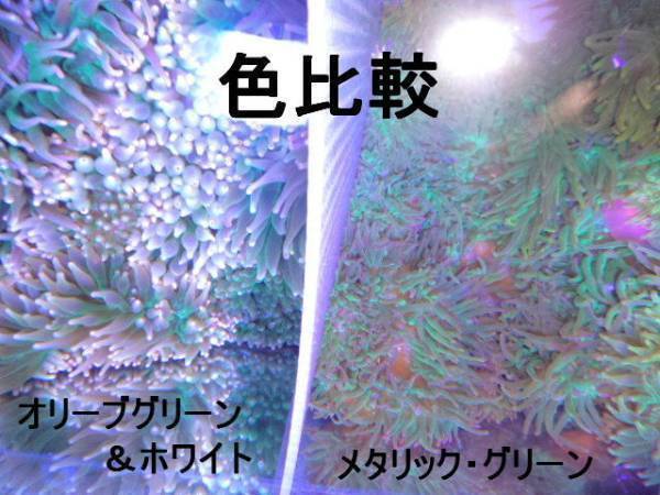 新鮮 サンゴイソギンチャク  メタリックグリーン  中サイズ 発送日限定 4/15撮影のストック水槽画像ありの画像3