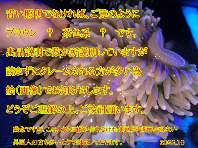 サンゴイソギンチャク 　オリーブグリーン＆ホワイト　特大Aサイズ　発送日限定　4/29撮影のストック水槽画像あり_画像5