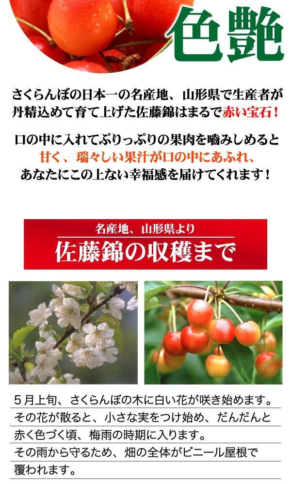 2個出品 ご予約 訳あり 色薄 山形県産 さくらんぼ 佐藤錦 サイズ 不定 1kg 産地直送 6月末から順次出荷 さんきん1円の画像3