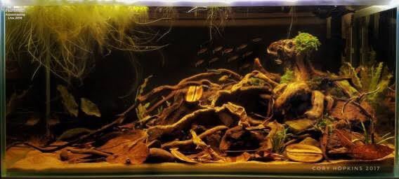 [1キロ]自然モモタマナマジックリーフ(無農薬)アロワナ・金魚・めだか・熱帯魚・ベタ・グッピー専用2の画像5