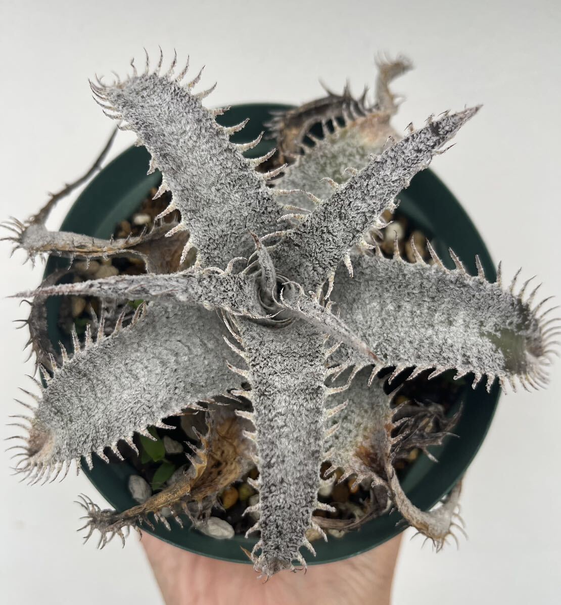 Dyckia marnier-lapostollei var.estevesii ’WBC2006 Bill Bakercs Clone’ディッキアブロメリアの画像3