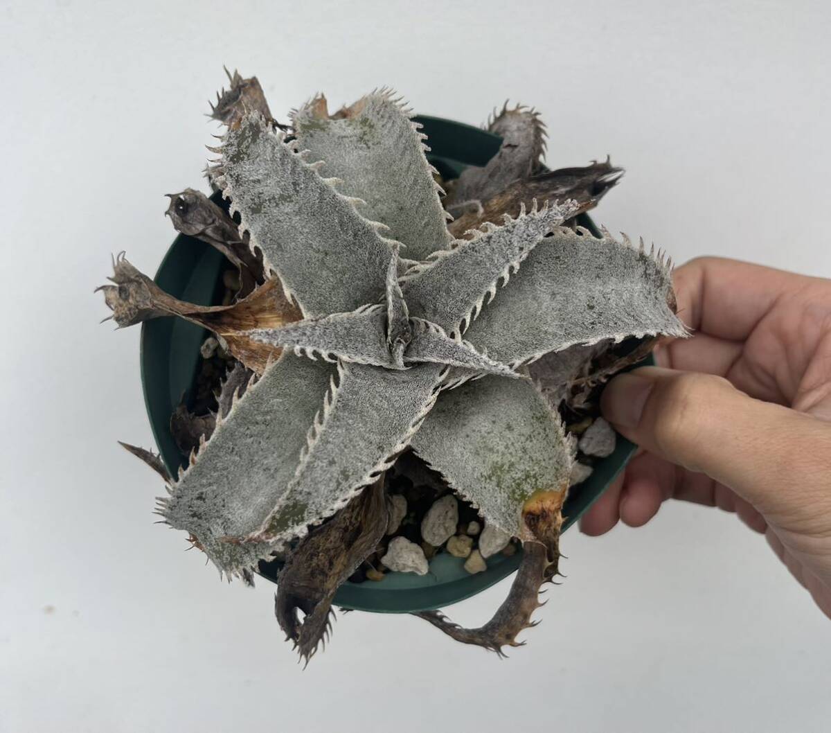 Dyckia marnier-lapostollei ディッキアブロメリア_画像3