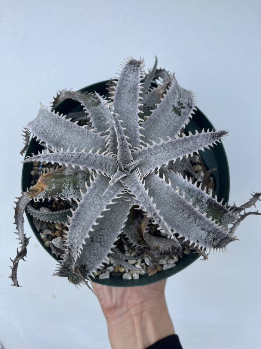 Dyckia HU-5 x Billbaker ディッキア ワサビ ブロメリアの画像2