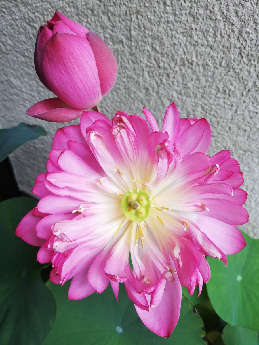 花ハス　バケツで咲く 八重咲き茶碗蓮　水生植物　NO2_画像6