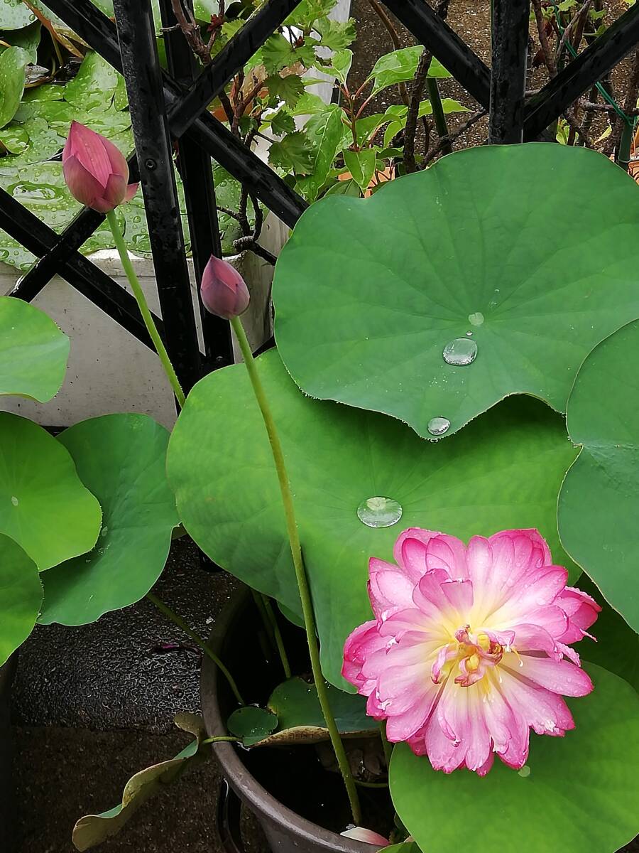 花ハス　バケツで咲く 八重咲き茶碗蓮　水生植物　NO2_画像3