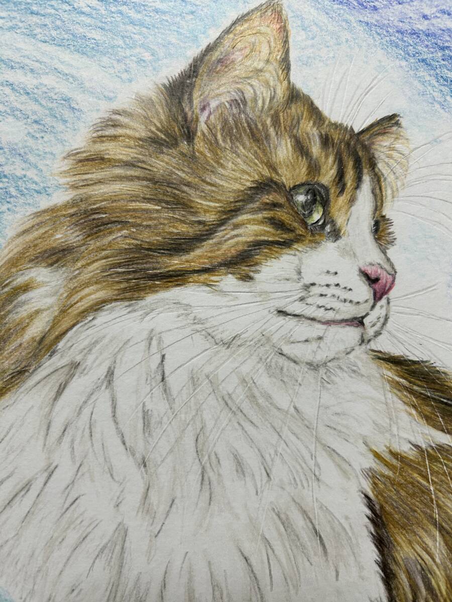 [ hand-drawn illustrations ]noru way Jean forest cat cat color pencil . square fancy cardboard 