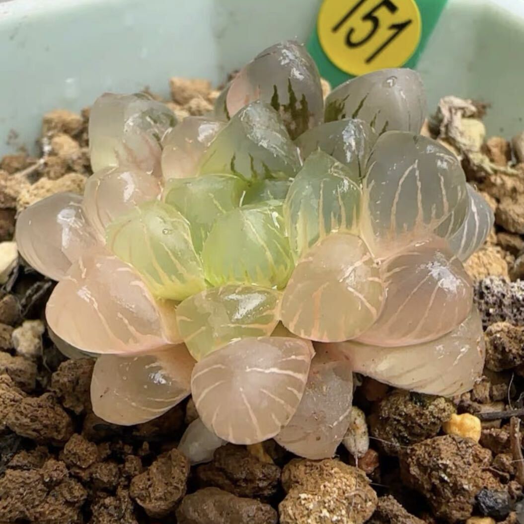 多肉植物 ハオルチア 姫オブツーサ錦 超美品 糊斑の画像4