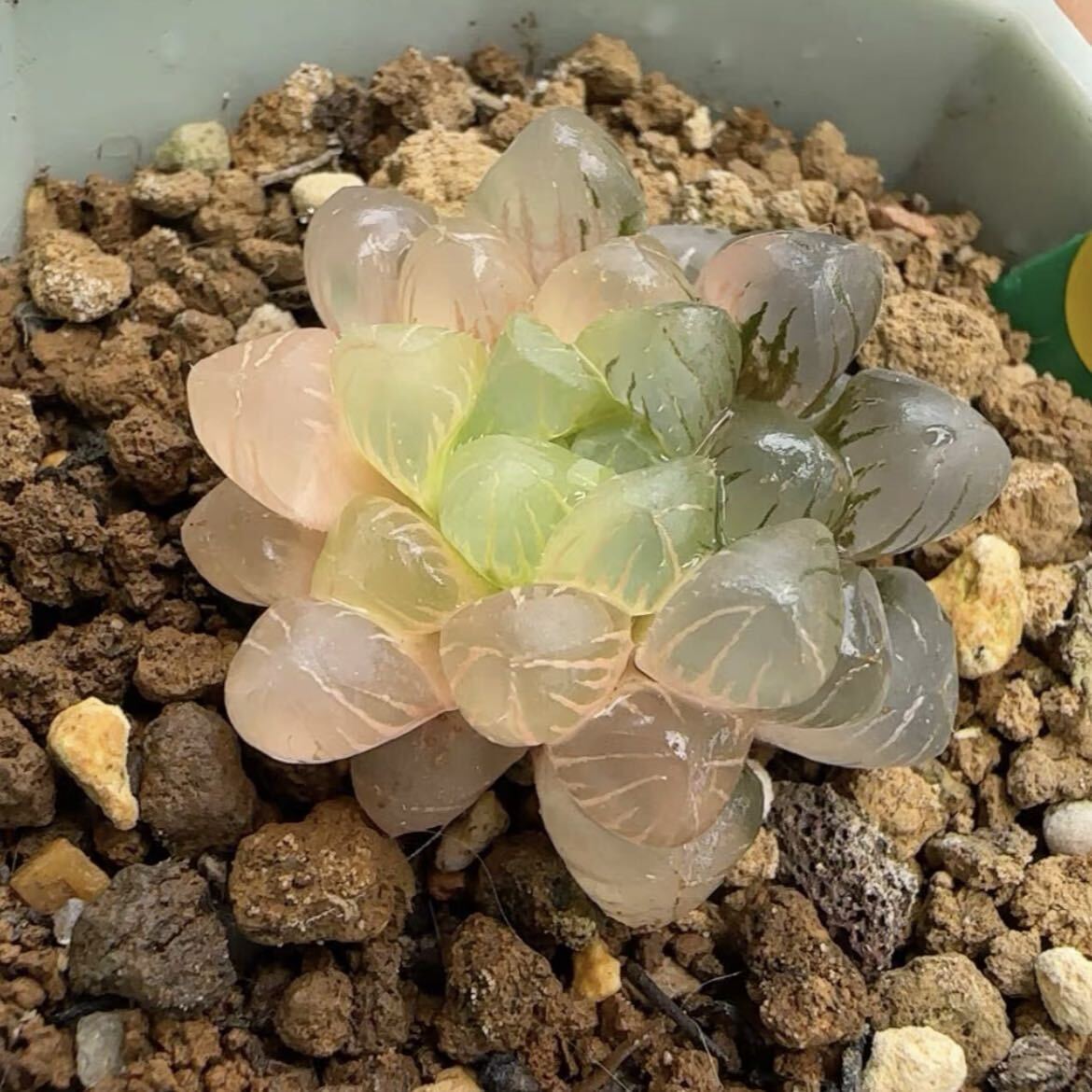 多肉植物 ハオルチア 姫オブツーサ錦 超美品 糊斑の画像2
