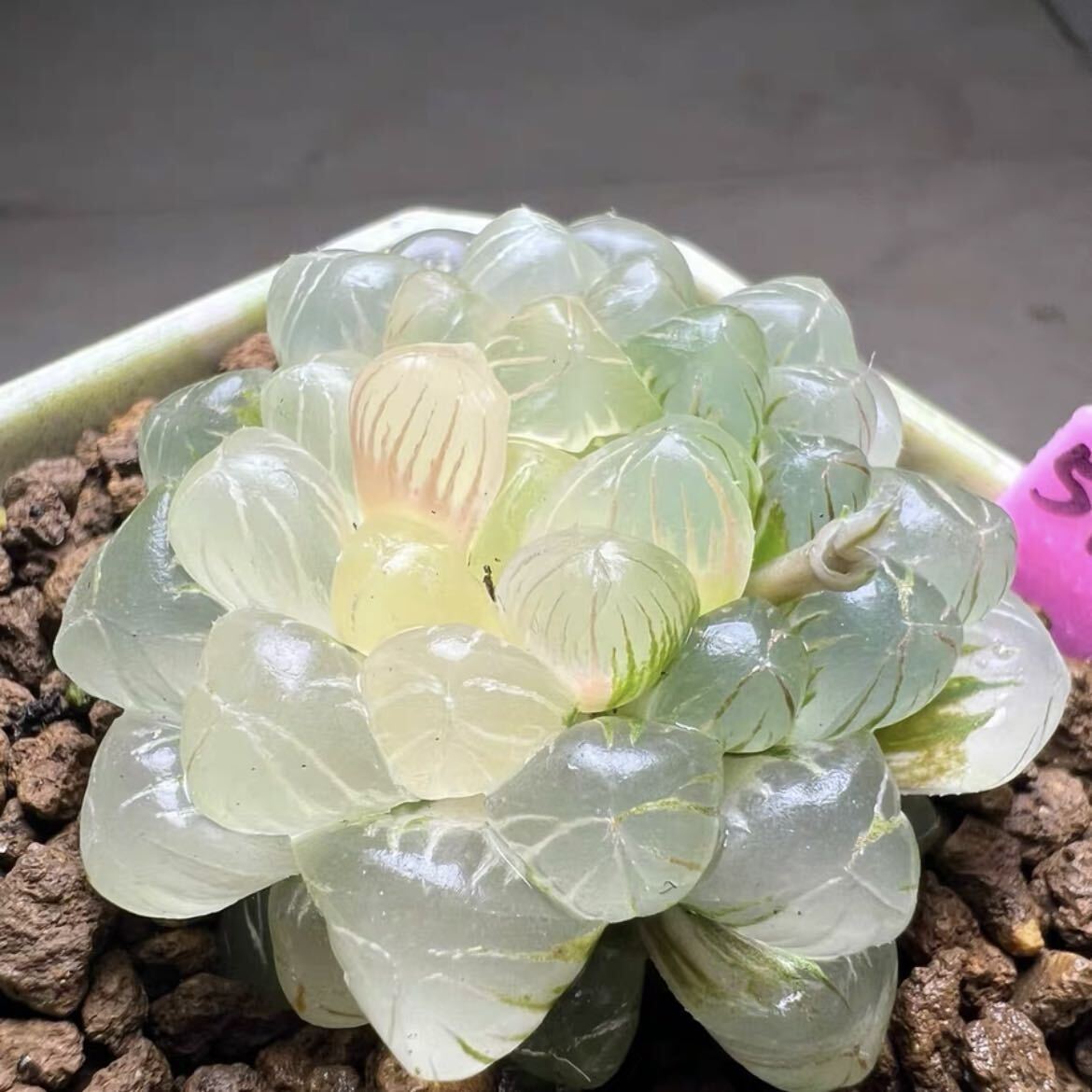 多肉植物 ハオルチア 姫オブツーサ錦 透明窓 超美品の画像2