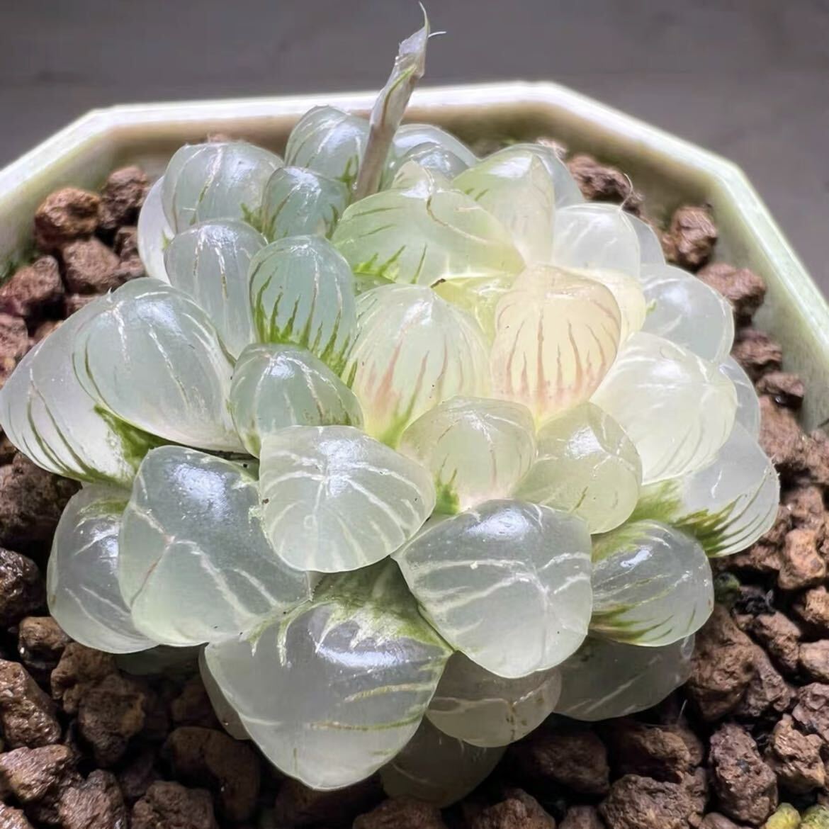 多肉植物 ハオルチア 姫オブツーサ錦 透明窓 超美品の画像3