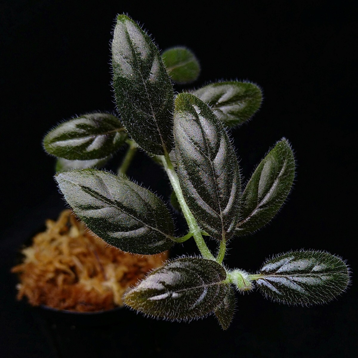 コルムネア columnea spathulata 南米産の着生イワタバコ パルダリウム ビバリウム 常湿の画像1