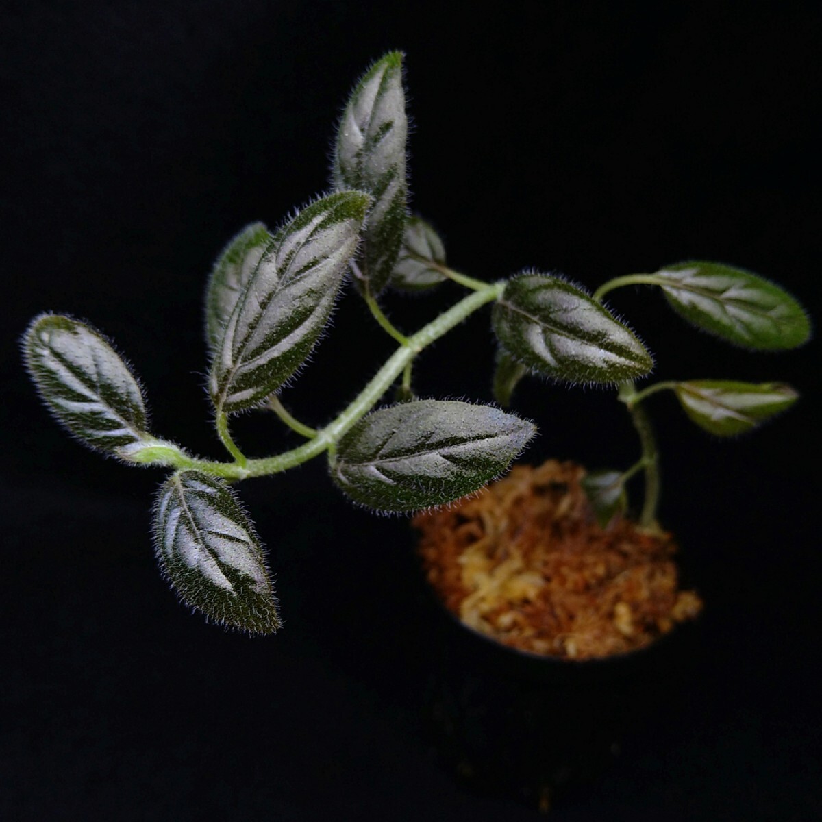 コルムネア columnea spathulata 南米産の着生イワタバコ パルダリウム ビバリウム 常湿の画像2