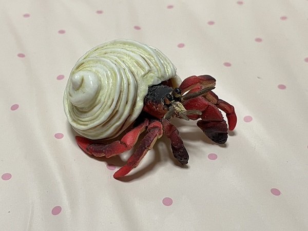 オオヤドカリ 赤  蟹・海老 地球生命紀行 エポック社の画像1