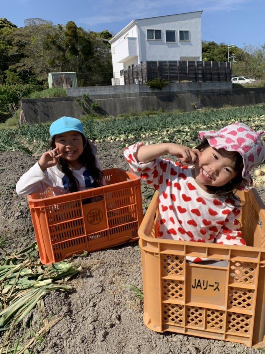 [農家直送]送料無料 淡路島産 新玉ねぎ レクスター ５kg 秀品 ②の画像9