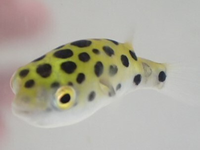 １０匹 ミドリフグ ２から３CM SMサイズ 汽水魚 熱帯魚 生体 即決 食塩が0.2% ８０サイズ関東送料８７３円_画像1