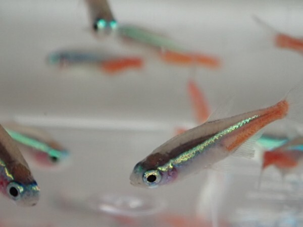 *300 pcs * neon Tetra * 1 from 2CM SM/MS size kalasin freshwater fish tropical fish organism prompt decision Kanto postage 1111 jpy *