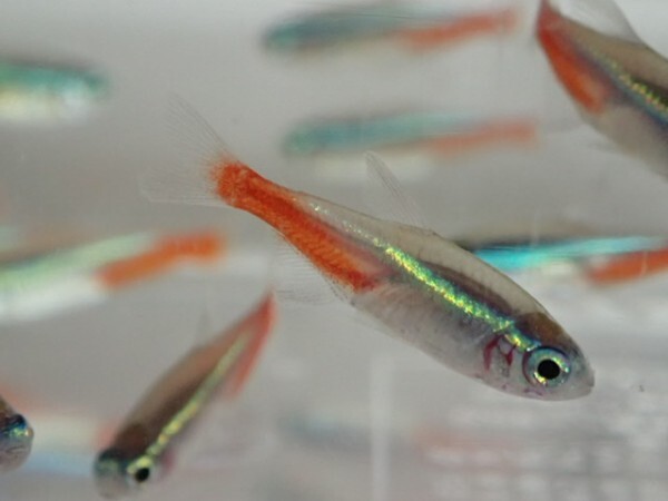 *300 pcs * neon Tetra * 1 from 2CM SM/MS size kalasin freshwater fish tropical fish organism prompt decision Kanto postage 1111 jpy *
