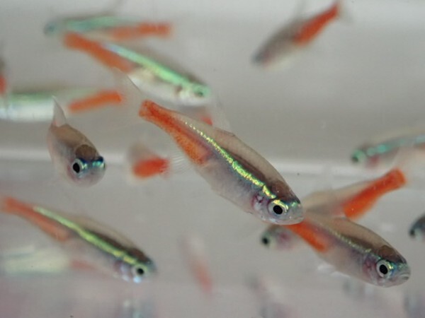 *300 pcs * neon Tetra * 1 from 2CM SM/MS size kalasin freshwater fish tropical fish organism prompt decision Kanto postage 1111 jpy *