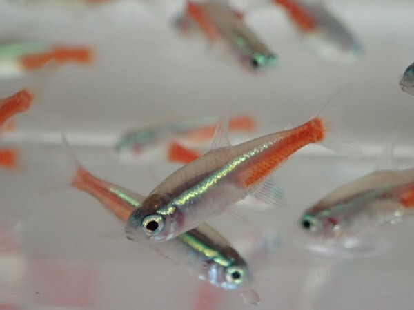 *300 pcs * neon Tetra * 1 from 2CM SM/MS size kalasin freshwater fish tropical fish organism prompt decision Kanto postage 1111 jpy *