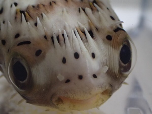 ハリセンボン 1匹 8CM前後 SMサイズ インドネシア 海水魚 熱帯魚 生体 即決 80サイズ関東送料873円(海水魚)|売買されたオークション情報、Yahoo!オークション(旧ヤフオク!) の商品情報をアーカイブ公開 - オークファン(aucfan.com)