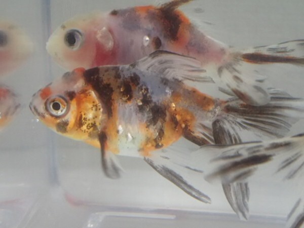 ５匹 東錦 ４から５ＣＭ ＳＭサイズ 金魚 淡水魚 熱帯魚 生体 即決 ８０サイズ関東送料８７３円_画像9