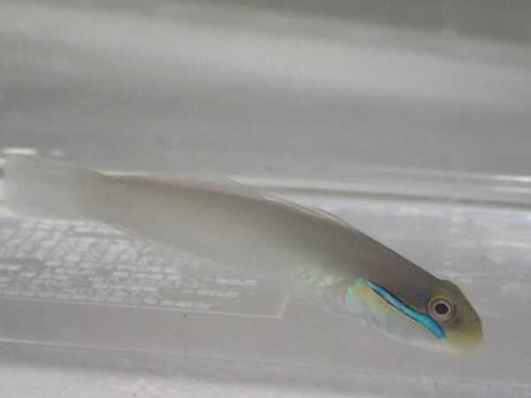 ２匹 アカハチハゼ ４から６CM MSサイズ スリランカ 海水魚 熱帯魚 生体 即決 ８０サイズ関東送料８７３円_画像1