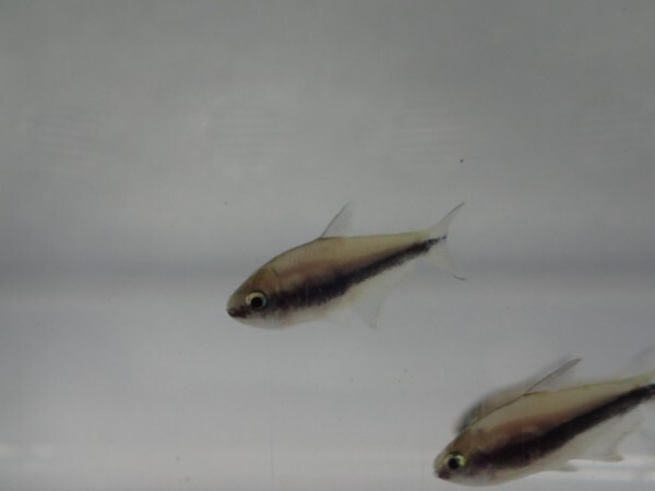 ３０匹 エンペラーテトラ ２から３ＣＭ SM/MSサイズ 淡水魚 熱帯魚 生体 即決 ８０サイズ関東送料８７３円_画像2