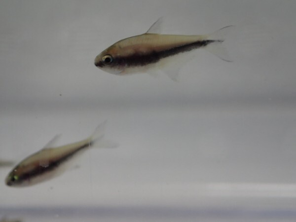 ３０匹 エンペラーテトラ ２から３ＣＭ SM/MSサイズ 淡水魚 熱帯魚 生体 即決 ８０サイズ関東送料８７３円_画像1