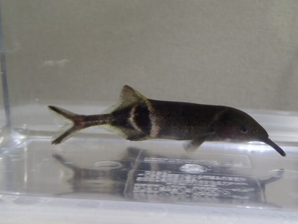 ３匹 エレファントノーズ ８から９ＣＭ SMサイズ 淡水魚 熱帯魚 生体 即決 １００サイズ関東送料１１１１円_画像5