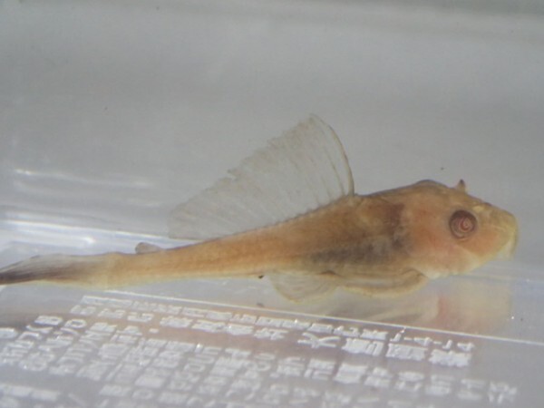 １０匹 レッドアイプレコ ３から４ＣＭ SM/MSサイズ 淡水魚 熱帯魚 生体 即決 ８０サイズ関東送料８７３円_画像2