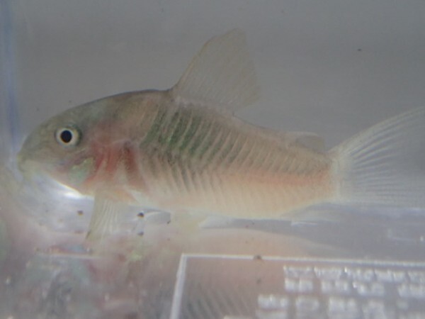 １０匹 CORY．アエネウス ベネズエラオレンジ ２から３ＣＭ SM/MSサイズ 淡水魚 熱帯魚 生体 即決 ８０サイズ関東送料８７３円_画像1