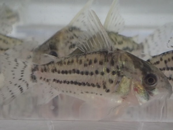 ２０匹 CORY．シュワルツィ ３から５ＣＭ Mサイズ 淡水魚 熱帯魚 生体 即決 １００サイズ関東送料１１１１円_画像1