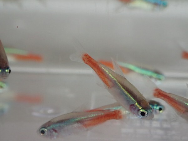 ★３００匹 ★ネオンテトラ★ １から２ＣＭ SM/MSサイズ カラシン 淡水魚 熱帯魚 生体 即決 関東送料１１１１円★_画像1