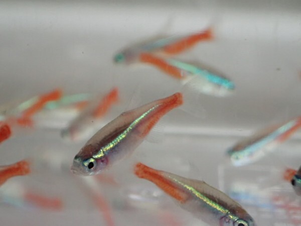 ★３００匹 ★ネオンテトラ★ １から２ＣＭ SM/MSサイズ カラシン 淡水魚 熱帯魚 生体 即決 関東送料１１１１円★_画像2