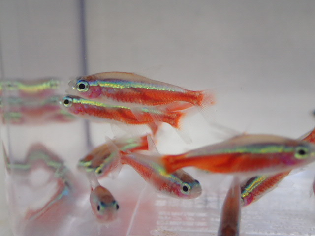 100 pcs car jinaru Tetra 2CM rom and rear (before and after) MS/M size freshwater fish tropical fish organism prompt decision 100 size Kanto postage 1111 jpy 