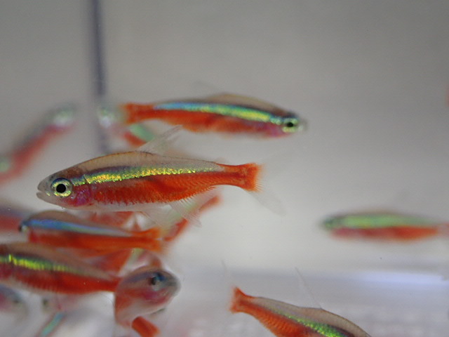 100 pcs car jinaru Tetra 2CM rom and rear (before and after) MS/M size freshwater fish tropical fish organism prompt decision 100 size Kanto postage 1111 jpy 