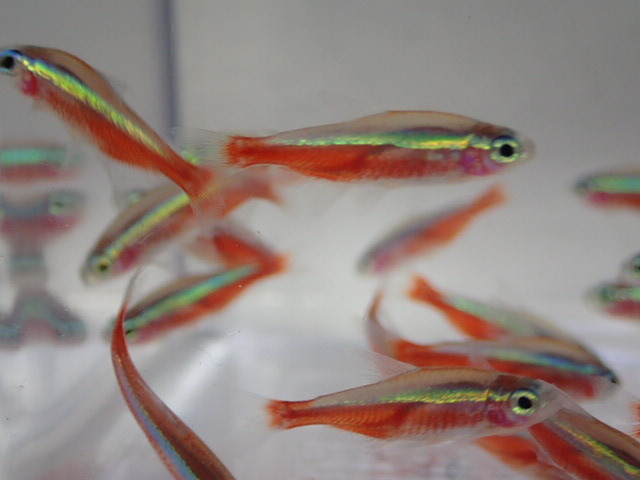 100 pcs car jinaru Tetra 2CM rom and rear (before and after) MS/M size freshwater fish tropical fish organism prompt decision 100 size Kanto postage 1111 jpy 