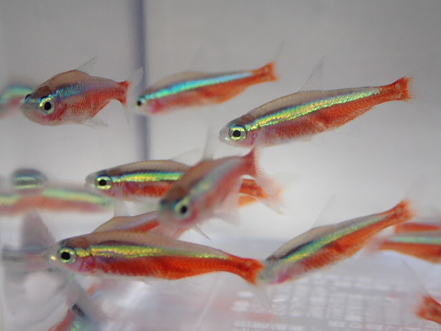 100 pcs car jinaru Tetra 2CM rom and rear (before and after) MS/M size freshwater fish tropical fish organism prompt decision 100 size Kanto postage 1111 jpy 