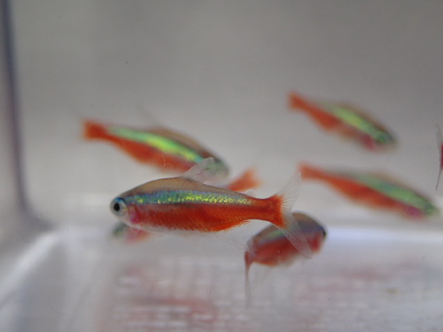 100 pcs car jinaru Tetra 2CM rom and rear (before and after) MS/M size freshwater fish tropical fish organism prompt decision 100 size Kanto postage 1111 jpy 