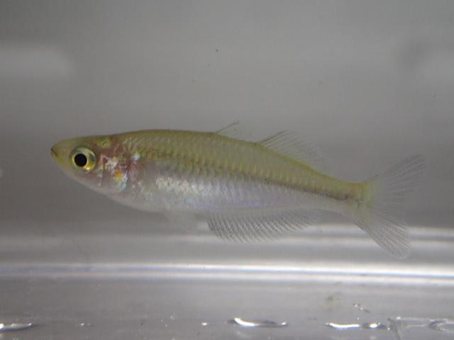 ３０匹 ハーフオレンジレインボー ２から４ＣＭ MS/Mサイズ 淡水魚 熱帯魚 生体 即決 １００サイズ関東送料１１１１円_画像2