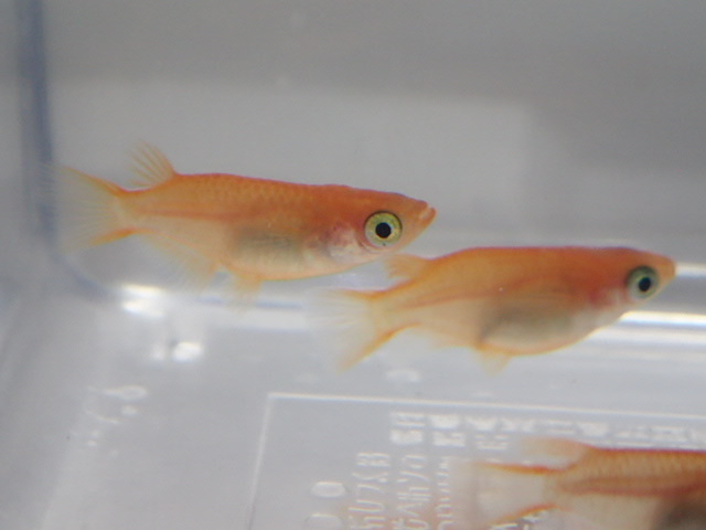 １０匹 楊貴妃半ダルマ（初恋） １から２CM メダカ 熱帯魚 淡水 生体 即決 ６０サイズ関東送料６５７円_画像7