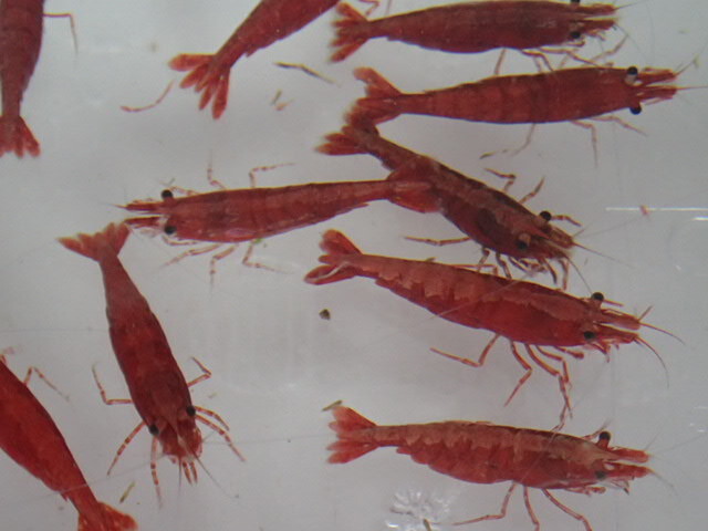 50 pcs super red Cherry shrimp 2CM rom and rear (before and after) moss taking . crustaceans freshwater fish tropical fish organism prompt decision 100 size Kanto postage 1111 jpy 