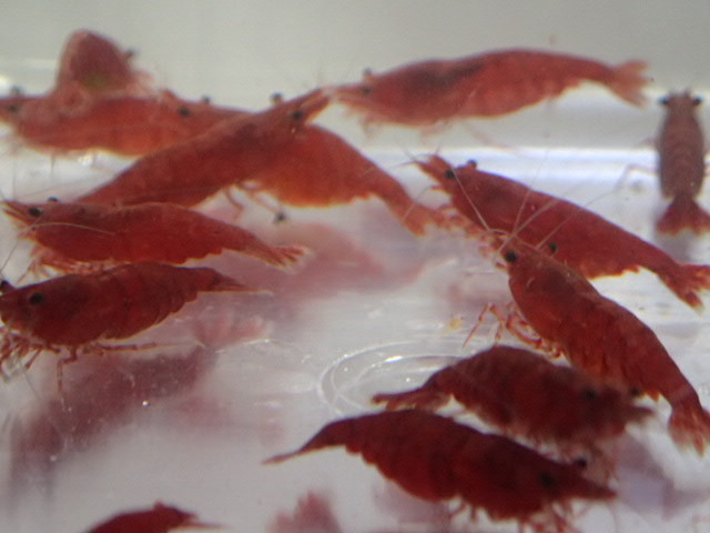50 pcs super red Cherry shrimp 2CM rom and rear (before and after) moss taking . crustaceans freshwater fish tropical fish organism prompt decision 100 size Kanto postage 1111 jpy 