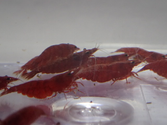 10 pcs super red Cherry shrimp 2CM rom and rear (before and after) moss taking . crustaceans freshwater fish tropical fish organism prompt decision 80 size Kanto postage 873 jpy 