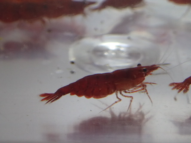 10 pcs super red Cherry shrimp 2CM rom and rear (before and after) moss taking . crustaceans freshwater fish tropical fish organism prompt decision 80 size Kanto postage 873 jpy 
