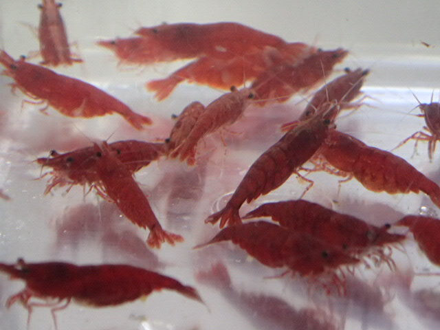 10 pcs super red Cherry shrimp 2CM rom and rear (before and after) moss taking . crustaceans freshwater fish tropical fish organism prompt decision 80 size Kanto postage 873 jpy 